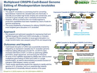 Multiplexed CRISPR-Cas9-Based Genome
Editing of Rhodosporidium toruloides
Background
• The yeast R. toruloides is a promising host for converting
lignocellulosic material into valuable fuels and chemicals. It
naturally accumulates high levels of lipids and carotenoids, and
is known to grow robustly, even in stressful environments
• However, efforts to enhance this non-model organism’s
production capabilities have been impeded by a lack of tools for
genome engineering
• This study establishes a framework for utilizing CRISPR-Cas9 to
enact targeted gene disruption in R. toruloides
Approach
• We designed and optimized cassettes for expressing Cas9 and
sgRNAs targeting URA3 and CAR2 individually or in tandem
• The capacity of these cassettes to cause gene disruption in a
single transformation was assayed using CFUs and sequencing
Outcomes and Impacts
• Cas9-based disruption of URA3 was successfully enacted by
integrating an expression cassette into R. toruloides’ genome
• Initial low editing efficiencies of 0.0017% ±0.0011% were
increased 364-fold to 0.62% ±0.50% by optimizing sgRNA
promoters, target sequences, and removing the ribozyme
• An array of four sgRNAs separated by tRNAs was used to enact
multiplexed gene-editing of URA3 and CAR2 in a single
transformation, as well as demonstrating successful excision of
intergenic DNA between nearby cut sites
• These results significantly expand the capacity to rapidly edit the
genome of R. toruloides, and is an essential step towards
development of industrially-relevant variants of the yeast
Otoupal et al. (2019) mSphere, doi: 10.1128/mSphere.00099-19
0
50
100
150
Transformantswith
GeneDisruption
…TGCG TCTCGGTTGACGTG…
…TGCGGTCTCGGTTGACGTG…
…TGC- -----------GTG…
…TGC- TCTCGGTTGACGTG…
Wild Type
Sequencing Confirms
Editing at Cas9 Cut Site
P=0.02
-CRISPR
Cassette
+CRISPR
Cassette
+CRISPR 1
+CRISPR 2
+CRISPR 3
sgRNA target PAM
Cut Site
Expression Cassette for CRISPR-Cas9 Editing in R. toruloides:
KO-CAR2 (in KO-URA3)
1.1% ± 0.8% 3.2% ± 0.5%
KO-URA3 KO-CAR2
30% ± 8%
Editing Efficiencies:
Single
KO
Double
KO
sgRNA Cassette for Multiplexed CRISPR-Cas9 Editing:
Sequencing 8 Double KOs
Reveals Cas9-Editing at:
1 2 3 4 5 6 7 8
URA3a ✓ ✓ ✓ ✓ ✓ ✓ ✓ ✓
URA3b ✓ ✓ ✓ ✓ ✓ ✓ ✓ ✓
CAR2c ✓ ✓ ✓ ✓ ✓ ✓ ✓ ✓
CAR2d ✓ ✓ ✓ ✓ ✓
 