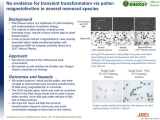 No evidence for transient transformation via pollen
magnetofection in several monocot species
Background
• Plant tissue culture is a bottleneck for plant breeding
and implementation of synthetic biology.
• The majority of plant species, including most
bioenergy crops, require a tissue culture step for plant
transformation.
• A new physical method “magnetofection” was recently
described which stably transformed pollen with
exogenous DNA via magnetic particles (Zhao et al.
2017, Nature Plants).
Approach
• We tried to reproduce this method and were
unsuccessful.
• We teamed up with another lab (Fowler Lab, Oregon
State) to describe our findings.
Outcomes and Impacts
• We tested sorghum, maize and lily pollen, and were
not able to demonstrate even transient transformation
of DNA using magnetofection in monocots.
• The GUS reporter gene, which was used as a positive
control in the Zhao study should not be used in grass
pollen studies, since wild type pollen will give a high
rate of false positives.
• We hope this report will help the monocot
transformation research community, and avoid
unnecessary wastage of resources on this method.
Vejlupkova Z et al. (2020) Nature Plants, doi: 10.1101/2020.05.01.071266
Strong GFP fluorescence is detectable in lily pollen and pollen
tubes following biolistic bombardment with the pUC19-
260Zm13::GFP plasmid construct, whereas no green fluorescence
is detected above background following magnetofection with the
same plasmid.
Sorghum pollen exhibits GUS activity in the absence of a GUS
reporter plasmid. Scale bar = 100 um.
 