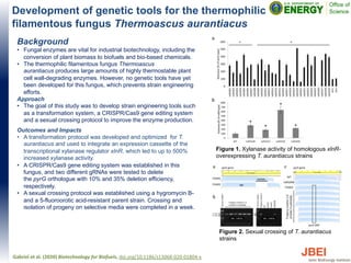 Development of genetic tools for the thermophilic
filamentous fungus Thermoascus aurantiacus
Background
• Fungal enzymes are vital for industrial biotechnology, including the
conversion of plant biomass to biofuels and bio-based chemicals.
• The thermophilic filamentous fungus Thermoascus
aurantiacus produces large amounts of highly thermostable plant
cell wall-degrading enzymes. However, no genetic tools have yet
been developed for this fungus, which prevents strain engineering
efforts.
Approach
• The goal of this study was to develop strain engineering tools such
as a transformation system, a CRISPR/Cas9 gene editing system
and a sexual crossing protocol to improve the enzyme production.
Outcomes and Impacts
• A transformation protocol was developed and optimized for T.
aurantiacus and used to integrate an expression cassette of the
transcriptional xylanase regulator xlnR, which led to up to 500%
increased xylanase activity.
• A CRISPR/Cas9 gene editing system was established in this
fungus, and two different gRNAs were tested to delete
the pyrG orthologue with 10% and 35% deletion efficiency,
respectively.
• A sexual crossing protocol was established using a hygromycin B-
and a 5-fluoroorotic acid-resistant parent strain. Crossing and
isolation of progeny on selective media were completed in a week.
Gabriel et al. (2020) Biotechnology for Biofuels, doi.org/10.1186/s13068-020-01804-x
Figure 1. Xylanase activity of homologous xlnR-
overexpressing T. aurantiacus strains
Figure 2. Sexual crossing of T. aurantiacus
strains
 