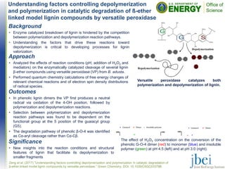 Understanding factors controlling depolymerization
and polymerization in catalytic degradation of ß-ether
linked model lignin compounds by versatile peroxidase
Outcomes
• In phenolic lignin dimers the VP first produces a neutral
radical via oxidation of the 4-OH position, followed by
polymerization and depolymerization reactions.
• Selection between polymerization and depolymerization
reaction pathways was found to be dependent on the
functional group at the 5 position of the guaiacyl group
(G5).
• The degradation pathway of phenolic β-O-4 was identified
as Cα-aryl cleavage rather than Cα-Cβ.
The effect of H2O2 concentration on the conversion of the
phenolic G-O-4 dimer (red) to monomer (blue) and insoluble
polymer (green) at pH 4.5 (left) and at pH 3.0 (right).
Zeng et al. (2017) ”Understanding factors controlling depolymerization and polymerization in catalytic degradation of
β-ether linked model lignin compounds by versatile peroxidase.” Green Chemistry, DOI: 10.1039/C6GC03379B
Background
• Enzyme catalyzed breakdown of lignin is hindered by the competition
between polymerization and depolymerization reaction pathways.
• Understanding the factors that drive these reactions toward
depolymerization is critical to developing processes for lignin
valorization.
Significance
• New insights into the reaction conditions and structural
features of lignin that facilitate its depolymerization to
smaller fragments
Versatile peroxidase catalyzes both
polymerization and depolymerization of lignin.
Approach
• Analyzed the effects of reaction conditions (pH, addition of H2O2 and
mediators) on the enzymatically catalyzed cleavage of several lignin
β-ether compounds using versatile peroxidase (VP) from B. adusta.
• Performed quantum chemistry calculations of free energy changes of
relevant chemical reactions and of electron spin density distributions
of radical species.
Depolymerization
Repolymerization
G
G S
OCH3
O
HO
OH
O
OCH3
OH
OH
OCH3
O
OCH3
 