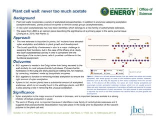 Plant cell wall: never too much acetate
Outcomes
• BS1 appears to reside in the Golgi rather than being secreted to the
wall similarly to most polysaccharide hydrolases. Polysaccharide
hydrolases in the Golgi are likely playing an editing role, for instance,
by correcting ‘mistakes’ made by biosynthetic enzymes
• BS1 appears to function in removing excess acetylation to ensure the
right amount of xylan acetylation.
• Xylans in bs1 mutant plants have a substantial amount of acetylated
arabinose, which is not usually found in the wild-type plants, and BS1
is also playing a role in removing this unusual acetylation.
Figure 1 | Xylans are cell wall polysaccharides that are made from xylose and usually
acetylated, with acetyl groups on some of the backbone xylose residues. However,
esterases such as BS1 may be required to trim excess acetylation from the nascent
xylan. In the absence of BS1 activity, rice xylans are more heavily acetylated and
surprisingly contain acetylated arabinose residues, which are not usually present.
Xylans are very important components of secondary cell walls and essential for proper
function and development of plant vasculature. The right amount of xylan acetylation
is required; too much or too little acetylation has adverse effects on plant growth and
development.
Background
• Plant cell walls incorporate a variety of acetylated polysaccharides. In addition to enzymes catalyzing acetylation
(acetyltransferases), plants produce enzymes to remove acetyl groups (acetylesterases).
• A new xylan acetylesterase has now been identified, which belongs to a new family of carbohydrate esterases.
• The paper from JBEI is an opinion piece describing the significance of a primary paper in the same journal issue
(Zhang et al. 2016, Nat Plants 3)
Significance
• Xylan acetylation is the major source of acetate in biomass, and is important because acetate is a strong
inhibitor of biofuel production in yeast.
• The work of Zhang et al. is important because it identifies a new family of carbohydrate esterases and it
suggests that polysaccharide deacetylation may take place in the Golgi prior to deposition of the nascent
polymer in the plant cell wall.
Approach
• The new esterase is important in plants; bs1 mutants have elevated
xylan acetylation and defects in plant growth and development.
• The broad specificity of esterases in vitro is a major challenge in
assigning their functions, but in the case of the Zhang et al. study,
the xylan acetylesterase activity in vitro is consistent with the
phenotype of the mutant plants, which provides confidence in the
functional assignment.
Scheller, H. V. (2017). "Plant cell wall: Never too much acetate”. Nat Plants, 3, 17024. doi, 10.1038/nplants.2017.24
 