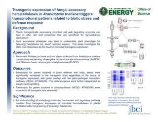 Transgenic expression of fungal accessory
hemicellulases in Arabidopsis thaliana triggers
transcriptional patterns related to biotic stress and
defense response
Outcomes
• Transcripts for genes involved in plant defense and biotic stress were
significantly increased in the transgenic lines regardless of the tissue or
transgene expressed, with great overlap with the plant-pathogen interaction
pathway (KEGG: ATH04626). The defense genes were further categorized as
siacylic acid signalling.
• Transcripts for genes involved in photosynthesis (KEGG: ATH00196) were
reduced in all transgenic line examined.
Tsai et al. (2017) ”Transgenic expression of fungal accessory hemicellulases in Arabidopsis thaliana triggers
transcriptional patterns related to biotic stress and defense response.” PLoS One, DOI: 10.1371/journal.pone.0173094
Background
• Plants transgenically expressing microbial cell wall degrading enzymes can
lead to alter cell wall properties that are beneficial for lignocellulosic
applications
• Such expression strategies may lead to undesirable plant phenotype for
bioenergy feedstocks (ex. dwarf, necrotic leaves). This study investigate the
plant host responses as the result of microbial transgene expression.
Significance
• An understanding of underlying molecular mechanism and regulatory pathway
resulted from transgenic expression of microbial hemicellulases in planta
facilitates better engineering of bioenergy feedstocks
Approach
• Performed RNAseq on basal and mid stems collected from Arabidopsis thaliana
constitutively expressing Aspergillus nidulans α-arabinofuranosidase (AnAF54)
and Phanerochaete carnosa glucuronoyl esterase (PcGCE).
Heat maps illustrate relative transcript 
abundance in transgenic lines in plant‐
pathogen interaction pathway (top) and 
photosynthesis (bottom)
 