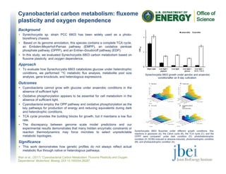 Cyanobacterial carbon metabolism: fluxome
plasticity and oxygen dependence
Wan et al., (2017) “Cyanobacterial Carbon Metabolism: Fluxome Plasticity and Oxygen
Dependence” Biotechnol. Bioeng. DOI 10.1002/bit.26287.
Background
• Synechocystis sp. strain PCC 6803 has been widely used as a photo-
biorefinery chassis.
• Based on its genome annotation, this species contains a complete TCA cycle,
an Embden-Meyerhof-Parnas pathway (EMPP), an oxidative pentose
phosphate pathway (OPPP), and an Entner–Doudoroff pathway (EDP).
• In this study, we evaluated Synechocystis 6803 carbon metabolism based on
fluxome plasticity and oxygen dependence.
Significance
• This work demonstrates how genetic profiles do not always reflect actual
metabolic flux through native or heterologous pathways.
Approach
• To evaluate how Synechocystis 6803 catabolizes glucose under heterotrophic
conditions, we performed 13C metabolic flux analysis, metabolite pool size
analysis, gene knockouts, and heterologous expressions.
Outcomes
• Cyanobacteria cannot grow with glucose under anaerobic conditions in the
absence of sufficient light.
• Oxidative phosphorylation appears to be essential for cell metabolism in the
absence of sufficient light.
• Cyanobacteria employ the OPP pathway and oxidative phosphorylation as the
key pathways for production of energy and reducing equivalents during dark
and heterotrophic conditions.
• TCA cycle provides the building blocks for growth, but it maintains a low flux
rate.
• The discrepancy between genome scale model predictions and our
experimental results demonstrates that many hidden enzymatic constraints or
reaction thermodynamics may force microbes to select unpredictable
metabolic topologies.
Synechocystis 6803 fluxomes under different growth conditions. Key
reactions in glycolysis (A), the Calvin cycle (B), the TCA cycle (C), and the
OPPP were compared: under dark condition (D), photoheterotrophic
condition (H; DCMU-induced or atrazine-induced), photomixotrophic condition
(M), and photoautotrophic condition (A).
Synechocystis 6803 growth under aerobic and anaerobic
conditionafter an 8-day cultivation.
 