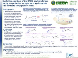 Exploiting members of the BAHD acyltransferase
family to synthesize multiple hydroxycinnamate
and benzoate conjugates in yeast
Outcomes
• The synthesis of valuable products such as rosmarinic acid, chlorogenic acid, glycerol, polyamine, monolignol, malate and fatty
alcohol hydroxycinnamates was achieved for the first time in yeast.
Aymerick Eudes et al.(2016). “Exploiting members of the BAHD acyltransferase family to synthesize multiple
hydroxycinnamate and benzoate conjugates in yeast”. Microb. Cell Fact. doi: 10.1186/s12934-016-0593-5
Background
• The production of renewable
chemicals using engineered
microbes is an alternative route
to energy-intensive chemical
syntheses that consume
petroleum-based precursors.
• Identification of appropriate
enzymes is a prerequisite for
the design and implementation
of metabolic pathways in
microbes and bioenergy crops.
Approach
• BAHD acyltransferases that use
hydroxycinnamoyl-CoA lignin
precursors and/or benzoyl-CoA
as donors were characterized
for the synthesis of valuable
metabolites in S. cerevisiae.
Significance
• The BAHD acyltransferases characterized in the work can be expressed in bioenergy crops for the
production of co-products and to add value to plant biomass.
1) Mechanism of acylation catalyzed by BAHD acyltransferases.
BAHD acyltransferases using 4-hydroxycinnamoyl-CoAs (R = 4-
hydroxystyrene) and benzoyl-CoAs (R = benzene) as donors were
used for this study. R’ = BAHD acceptor.
Hydroxycinnamoyl-CoA:glycerol
transferase
Hydroxycinnamoyl-CoA:spermidine
transferase
Hydroxycinnamoyl-CoA / benzoyl-CoA:alcohol transferase
Hydroxycinnamoyl-CoA:fatty alcohol
transferase
Hydroxycinnamoyl-CoA:monolignol
transferase
Rosmarinic acid synthase Hydroxycinnamoyl-CoA:Quinate
transferase
+
BAHD
CoA-activated
acyl donors
Acyl acceptors
Ester bond
Amide bond
Cinnamates
BAHDs
Acceptor
Cinnamoyl-CoAs + Acceptor
Supplied Produced
4CL
Cinnamoyl
conjugates
2) Strategy for the synthesis of cinnamate and benzoate
conjugates. Yeast strains expressing various BAHDs are fed with
cinnamate or benzoate donors in combination with adequate
acceptor molecules. The produced conjugates are detected
from the culture medium. 4CL, 4-coumarate:CoA ligase.
3) Name of the BAHDs synthesized for expression in yeast and examples
of hydroxycinnamate and benzoate conjugates produced in this work.
Hydroxycinnamoyl-CoA:malate
transferase
 