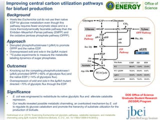 Improving central carbon utilization pathways
for biofuel production
Outcomes
• Knocking out the competing phosphofructokinase I
(pfkA) promoted OPPP (~60% of glycolysis flux) and
the native EDP (~14% of glycolysis flux).
• Overexpression of edd and eda in the ΔpfkA mutant
directed ~70% of glycolytic flux through the EDP.
Background
• Hosts like Escherichia coli do not use their native
EDP for glucose metabolism even though this
pathway requires fewer enzymatic steps and is a
more thermodynamically favorable pathway than the
Embden–Meyerhof–Parnas pathway (EMPP) and
the oxidative pentose phosphate pathway (OPPP).
.
Significance
• E. coli was engineered to redistribute its native glycolytic flux and alleviate catabolite
repression.
• Our results revealed possible metabolic channeling, an overlooked mechanism by E. coli
to regulate its glucose catabolism and promote the hierarchy of substrate utilization for the
production of biofuels.
Hollinshead et al. (2016) “Examining Escherichia coli glycolytic pathways, catabolite repression, and metabolite
channeling using Δpfk mutants” Biotechnol Biofuels, 9, 212., doi, 10.1186/s13068-016-0630-y
DOE Office of Science
Graduate Student Research
(SCGSR) Program
Approach
• Disrupted phosphofructokinase I (pfkA) to promote
OPPP and the native EDP.
• Overexpressed edd and eda in the ΔpfkA mutant
• 13C-pulse experiments to measure the metabolite
labeling dynamics of sugar phosphates.
 
