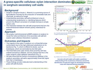 A grass-specific cellulose–xylan interaction dominates
in sorghum secondary cell walls
Background
• Sorghum (Sorghum bicolor L. Moench) is a promising source of
lignocellulosic biomass for the production of renewable fuels and
chemicals, as well as for forage.
• Understanding secondary cell wall architecture is key to
understanding recalcitrance i.e. identifying features which
prevent the efficient conversion of complex biomass to simple
carbon units.
• The interaction between the cell wall components that form the
three-dimensional network remains poorly understood for
grasses.
Approach
• We employ multi-dimensional ssNMR analysis on sorghum to
reveal the native architecture of its secondary cell wall and
explore xylan-cellulose interactions in grasses.
Outcomes and Impacts
• The majority of the xylan in sorghum is in a three-fold screw
conformation due to the high arabinosyl substitutions on its
backbone (Fig. 1), which is different to dicots, such as
Arabidopsis, which are dominated by two-fold xylan.
• The three-fold screw xylan shows close proximity with less
ordered amorphous cellulose, and we propose that this is the
major sorghum xylan-cellulose interactions (Fig. 2).
• We also show that the fraction of amorphous cellulose in the
sorghum secondary cell wall is approximately three-fold higher
than that in Arabidopsis.
• These findings provide molecular level understanding of the
grass cell wall structure.
Gao et al. (2020) Nature Communications, doi: 10.1038/s41467-020-19837-z
Accurate cell wall models will enable a predictive
understanding of the recalcitrance of biomass and aid the
identification of molecular targets for developing bioenergy
crops with improved biomass properties.
Fig. 1 Immobile polysaccharides detected by refocused 13C CP-INADEQUATE experiments
in sorghum secondary cell walls.
Fig. 2 Model of xylan-cellulose interaction in sorghum secondary cell walls.
 
