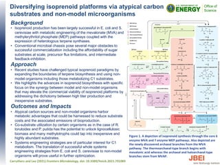 Diversifying isoprenoid platforms via atypical carbon
substrates and non-model microorganisms
Background
• Isoprenoid production has been largely successful in E. coli and S.
cerevisiae with metabolic engineering of the mevalonate (MVA) and
methylerythritol phosphate (MEP) pathways coupled with the
expression of heterologous terpene synthases.
• Conventional microbial chassis pose several major obstacles to
successful commercialization including the affordability of sugar
substrates at scale, precursor flux limitations, and intermediate
feedback-inhibition.
Approach
• Recent studies have challenged typical isoprenoid paradigms by
expanding the boundaries of terpene biosynthesis and using non-
model organisms including those metabolizing C1 substrates.
• We highlights the advances in isoprenoid biosynthesis with specific
focus on the synergy between model and non-model organisms
that may elevate the commercial viability of isoprenoid platforms by
addressing the dichotomy between high titer production and
inexpensive substrates.
Outcomes and Impacts
• Atypical carbon sources and non-model organisms harbor
metabolic advantages that could be harnessed to reduce substrate
costs and the associated emissions of bioproduction.
• Co-substrate utilization by certain organisms as in the case of R.
toruloides and P. putida has the potential to unlock lignocellulosic
biomass and many methylotrophs could tap into inexpensive and
highly abundant substrates.
• Systems engineering strategies are of particular interest for C1
metabolism. The translation of successful whole systems
engineering strategies from E. coli and S. cerevisiae to non-model
organisms will prove useful in further optimization.
Carruthers and Lee (2021) Frontiers Microbiology, doi: 10.3389/fmicb.2021.791089
Figure 1. A depiction of isoprenoid synthesis through the core 6
enzyme MVA and 7 enzyme MEP pathways. Also depicted are
the newly discovered archaeal branches from the MVA
pathway. The thermoarchaeal-type branch begins with
mevalonic acid whereas the archaeal and haloarchaeal-type
branches stem from MVAP.
 
