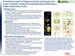 Evolutionary gain of oligosaccharide hydrolysis and
sugar transport enhanced carbohydrate partitioning in
sweet watermelon fruits
Background
• How raffinose (Raf) family oligosaccharides, the major translocated
sugars in cucurbits, are hydrolyzed and subsequently partitioned
has not been fully elucidated.
• By performing reciprocal grafting of watermelon (Citrullus lanatus)
fruits to branch stems, we observed that Raf was hydrolyzed in the
fruit of cultivated watermelons but was backlogged in the fruit of
wild ancestor species.
Approach
• Through a genome-wide association study, the alkaline alpha-
galactosidase ClAGA2 was identified as the key factor controlling
stachyose and Raf hydrolysis.
• Plant transformation confirmed that ClAGA2 controls fruit Raf
hydrolysis and reduces Raf content in fruits.
• Two single-nucleotide polymorphisms (SNPs) within the
ClAGA2 promoter results in recruitment of the transcription factor
ClNF-YC2 and high ClAGA2 expression in cultivated watermelon.
Outcomes and Impacts
• Sugar Transporter 3 (ClSWEET3) and Tonoplast Sugar Transporter
(ClTST2) participate in plasma membrane sugar transport and
sugar storage in fruit cell vacuoles, respectively.
• High expression of ClSWEET3 is important for sugar accumulation
in cultivated watermelon.
• Genomic signatures indicate that the selection
of ClAGA2, ClSWEET3, and ClTST2 for carbohydrate partitioning
led to the derivation of modern sweet watermelon from non-sweet
ancestors during domestication.
• This study provides targets for engineering crops, including
bioenergy crops, with altered carbohydrate partitioning.
Ren et al. (2019) Plant Cell, doi: 10.1093/plcell/koab055
Proposed model for oligosaccharide hydrolysis and sugar
transport in watermelon. (A,B) Sta and Raf, along with Suc,
are the main translocated sugars in the stem. (C) Sugar flow in
stem. (D) The fruit vascular bundle and fruit parenchyma. (E)
Raf oligosacccharides are hydrolyzed by ClAGA2 in fruit
parenchymal cells. ClVST1 unloads Suc from fruit vascular
parenchymal cells into the intercellular space. (F) ClSWEET3
transports hexose to fruit parenchymal cells for storage from
the intercellular space, and ClTST2 accumulates sugars in
vacuoles (Ren et al., 2018).
 