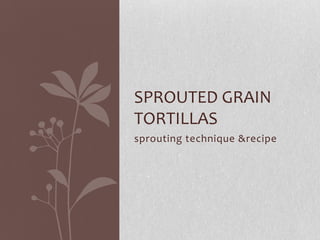 sprouting technique & recipe sprouted grain tortillas 