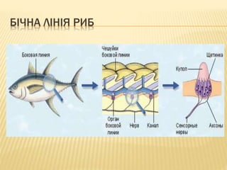 БІЧНА ЛІНІЯ РИБ
 