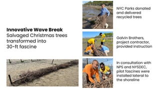 Innovative Wave Break
Salvaged Christmas trees
transformed into
30-ft fascine
NYC Parks donated
and delivered
recycled trees
Galvin Brothers,
project contractor,
provided instruction
In consultation with
NPS and NYSDEC,
pilot fascines were
installed lateral to
the shoreline
 