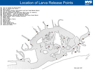 12 
Location of Larva Release Points 
Slide credit: HDR 
 