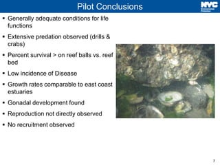 7 
Pilot Conclusions 
 Generally adequate conditions for life 
functions 
 Extensive predation observed (drills & 
crabs...
