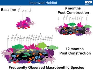 Improved Habitat 
Baseline 6 months 
Post Construction 
12 months 
Post Construction 
9 Frequently Observed Macrobenthic Species 
 