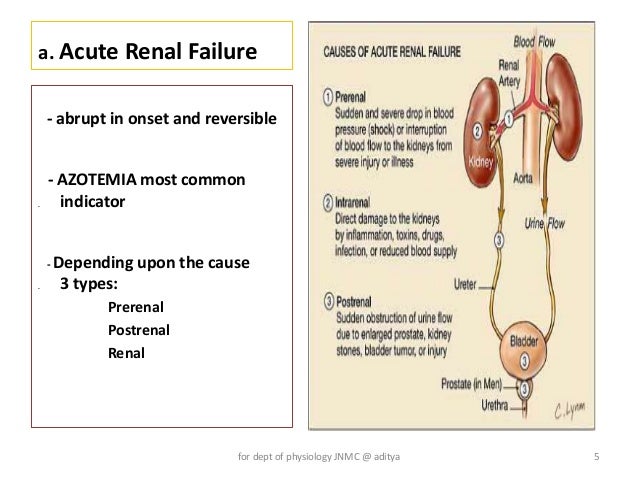 acute renal failure ms jones a 68 year old female underwent A female, 68 years old, was admitted with type 2 diabetes mellitus with a diabetic ulcer of the left heel the patient was taken to the operating room for excisional. acute renal failure ms jones a 68 year old female underwent A female, 68 years old, was admitted with type 2 diabetes mellitus with a diabetic ulcer of the left heel the patient was taken to the operating room for excisional.