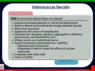 © Ramaiah University of Applied Sciences
3
Faculty of Dental Sciences
Nonmotile, gram-positive,
spherical bacterium. Singly, in
pairs/in short chains in large
intestine of humans
First to the 3rd leading cause of
Nosocomial infections
UTI, Bacteremia, Endocarditis,
Meningitis, Foodborne disease,
Wound infections and Intra-
abdominal abscesses
Root canals with apical
periodontitis , major
endodontic pathogen in
secondary infections
Enterococcus faecalis
 