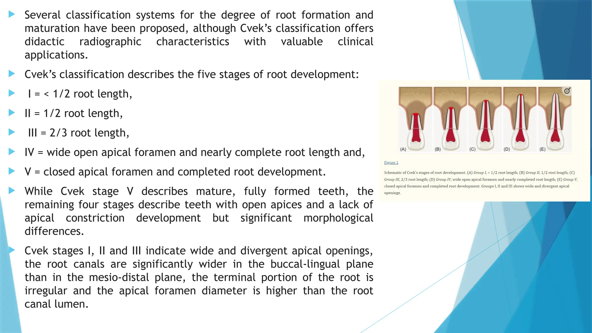  Several classification systems for the degree of root formation and
maturation have been proposed, although Cvek’s classification offers
didactic radiographic characteristics with valuable clinical
applications.
 Cvek’s classification describes the five stages of root development:
 I = < 1/2 root length,
 II = 1/2 root length,
 III = 2/3 root length,
 IV = wide open apical foramen and nearly complete root length and,
 V = closed apical foramen and completed root development.
 While Cvek stage V describes mature, fully formed teeth, the
remaining four stages describe teeth with open apices and a lack of
apical constriction development but significant morphological
differences.
 Cvek stages I, II and III indicate wide and divergent apical openings,
the root canals are significantly wider in the buccal-lingual plane
than in the mesio-distal plane, the terminal portion of the root is
irregular and the apical foramen diameter is higher than the root
canal lumen.
 