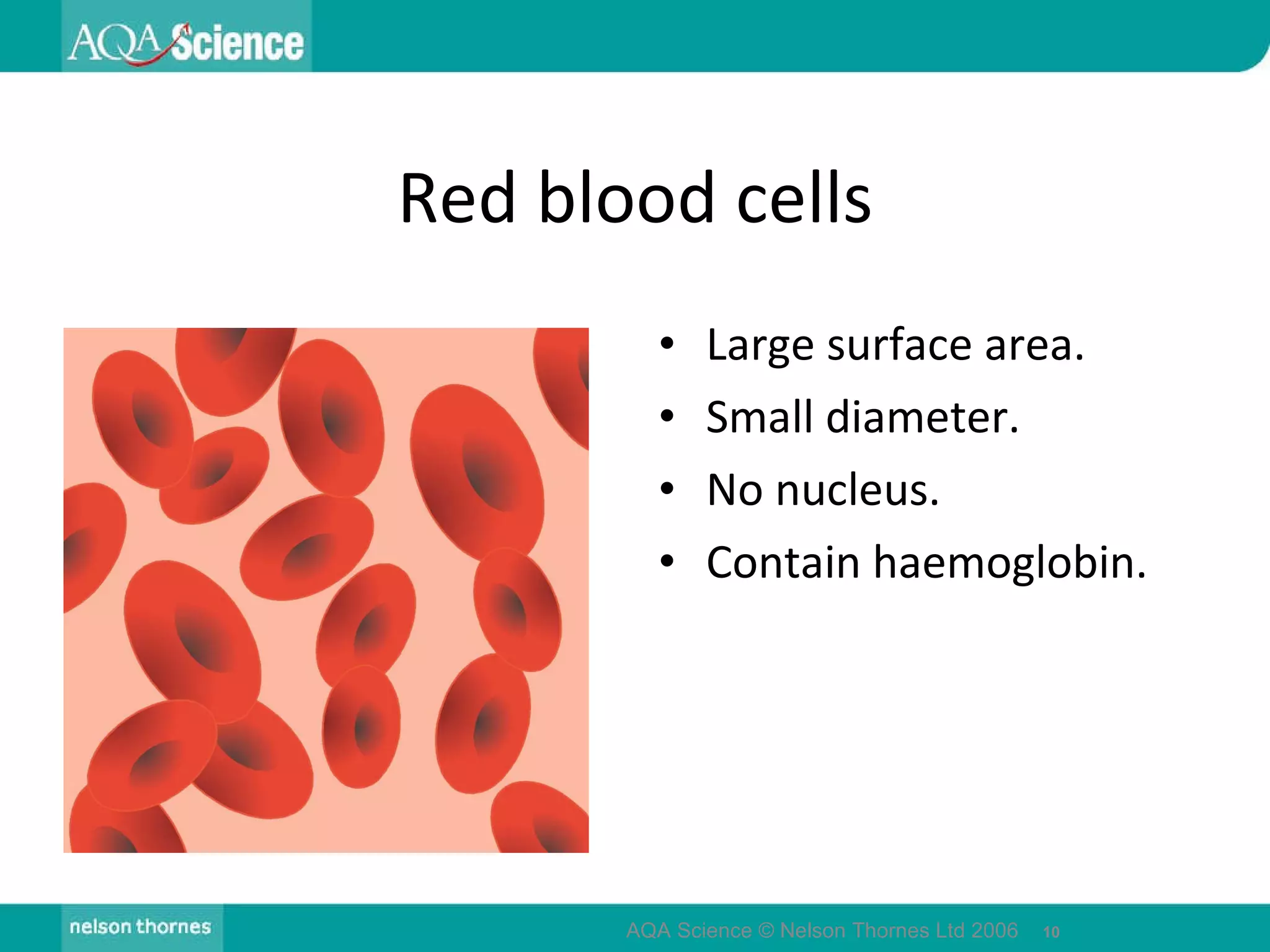 Red blood cells Large surface area. Small diameter. No nucleus. Contain haemoglobin. AQA Science © Nelson Thornes Ltd 2006