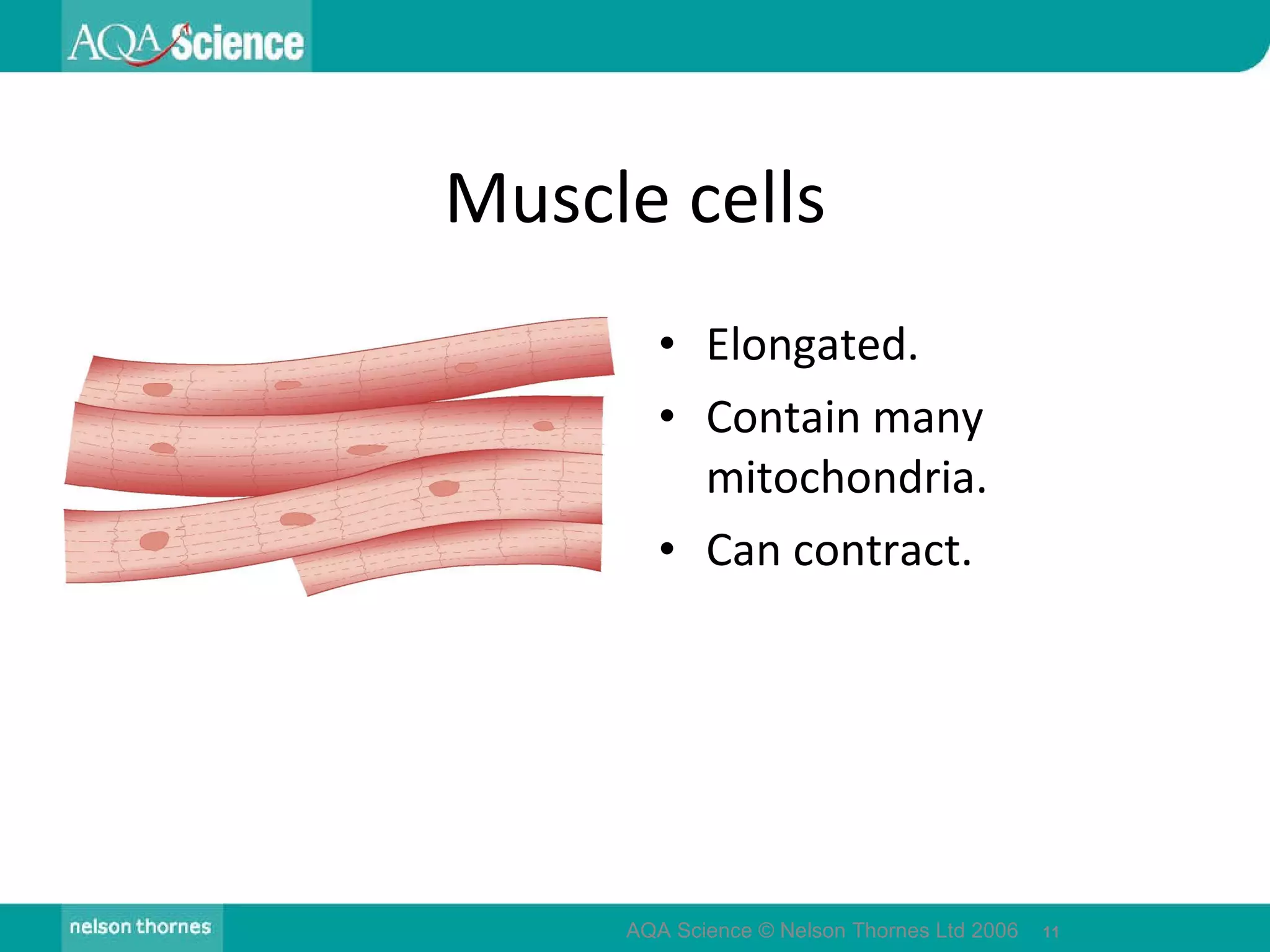 Muscle cells Elongated. Contain many mitochondria. Can contract. AQA Science © Nelson Thornes Ltd 2006