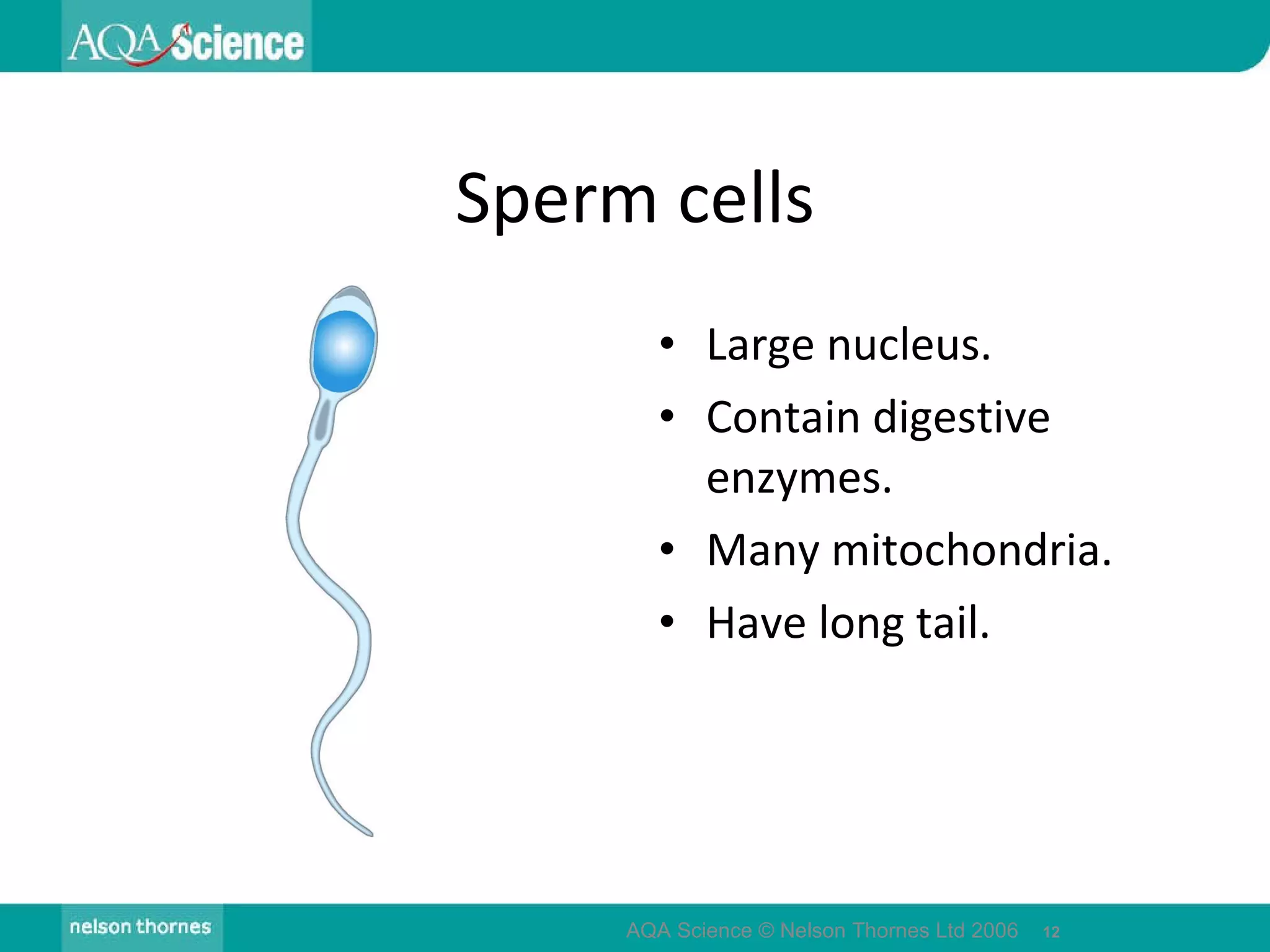 Sperm cells Large nucleus. Contain digestive enzymes. Many mitochondria. Have long tail. AQA Science © Nelson Thornes Ltd 2006