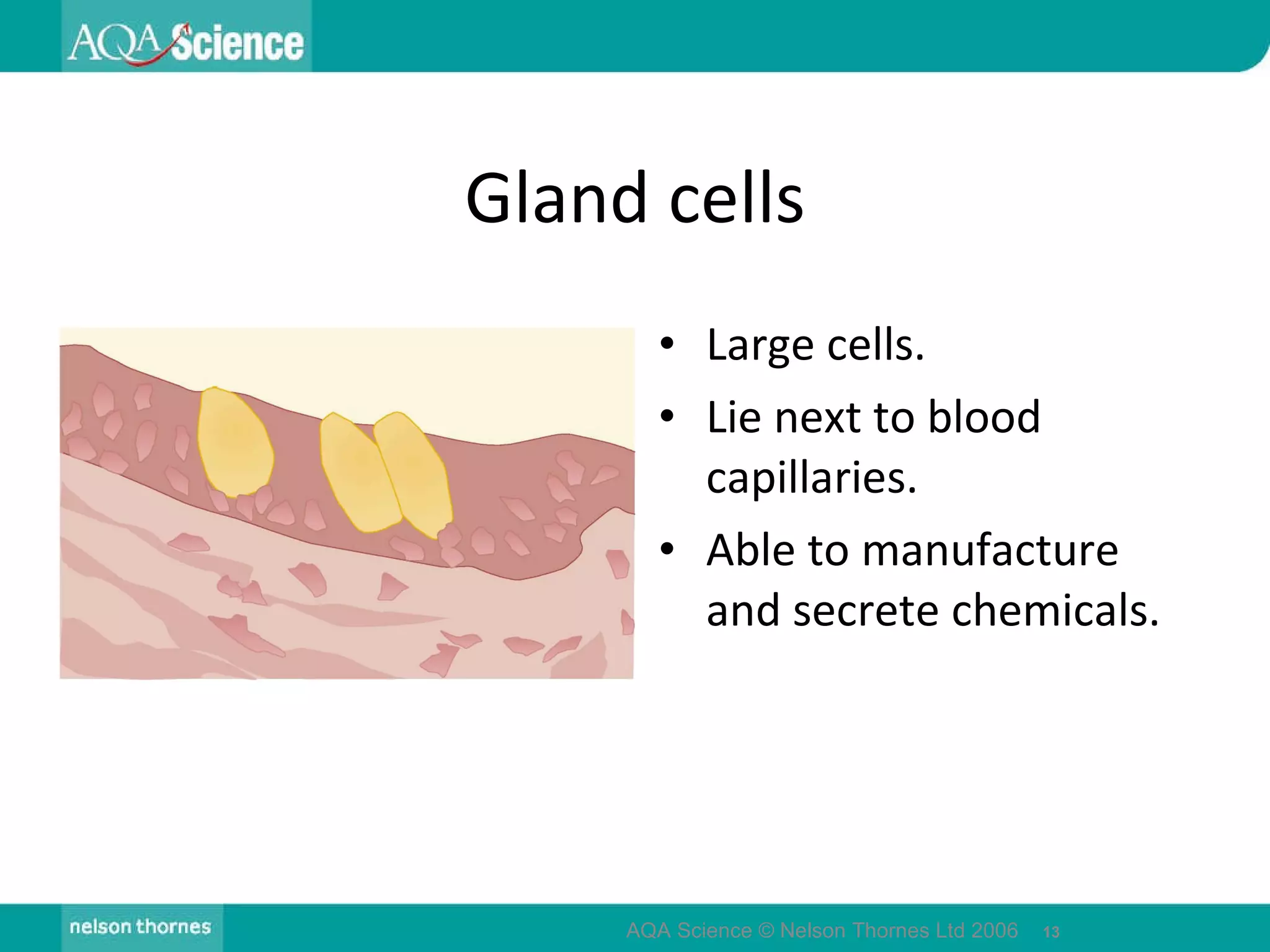 Gland cells Large cells. Lie next to blood capillaries. Able to manufacture and secrete chemicals. AQA Science © Nelson Thornes Ltd 2006