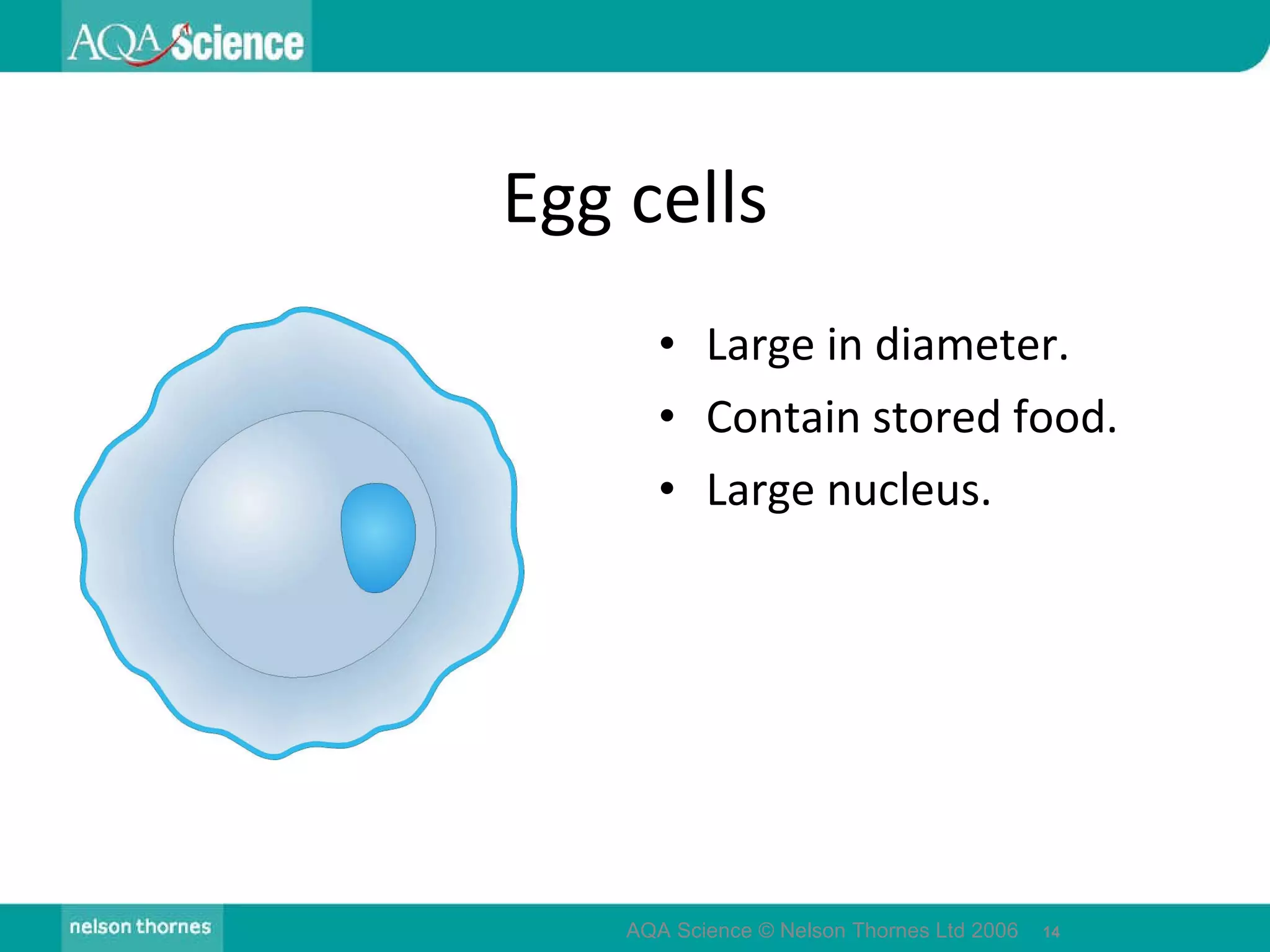 Egg cells Large in diameter. Contain stored food. Large nucleus. AQA Science © Nelson Thornes Ltd 2006