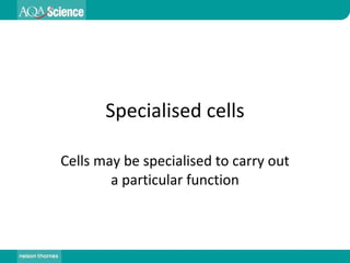 Specialised cells Cells may be specialised to carry out a particular function 