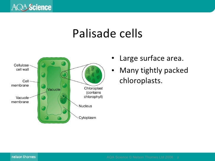 Palisade Cell Adaptations Gcse