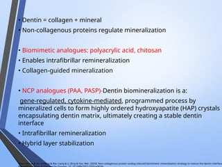• Dentin = collagen + mineral
• Non-collagenous proteins regulate mineralization
• Biomimetic analogues: polyacrylic acid, chitosan
• Enables intrafibrillar remineralization
• Collagen-guided mineralization
• NCP analogues (PAA, PASP)-Dentin biomineralization is a:
gene-regulated, cytokine-mediated, programmed process by
mineralized cells to form highly ordered hydroxyapatite (HAP) crystals
encapsulating dentin matrix, ultimately creating a stable dentin
interface
• Intrafibrillar remineralization
• Hybrid layer stabilization
Chen, Ruhua & Xie, Yimeng & Ma, Liang & Li, Bing & Yao, Wei. (2024). Non-collagenous protein analog-induced biomimetic mineralization strategy to restore the dentin interface
 