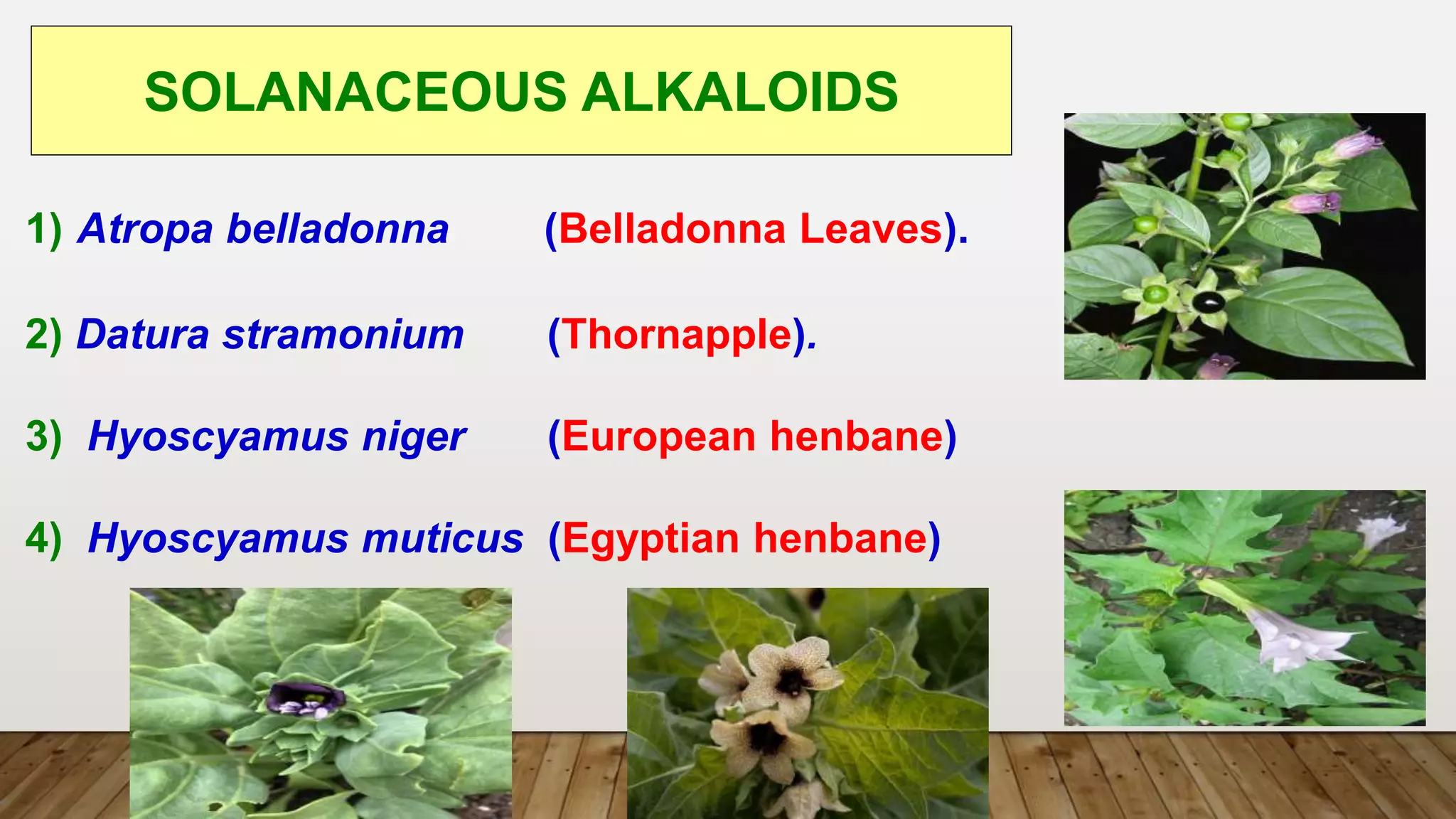 1) Atropa belladonna (Belladonna Leaves).
2) Datura stramonium (Thornapple).
3) Hyoscyamus niger (European henbane)
4) Hyoscyamus muticus (Egyptian henbane)
SOLANACEOUS ALKALOIDS
 