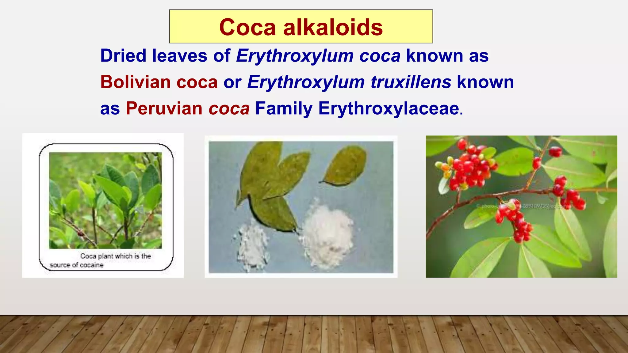 Dried leaves of Erythroxylum coca known as
Bolivian coca or Erythroxylum truxillens known
as Peruvian coca Family Erythroxylaceae.
Coca alkaloids
 