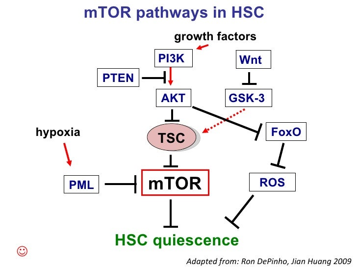rejuvenation of aging hsc western blots