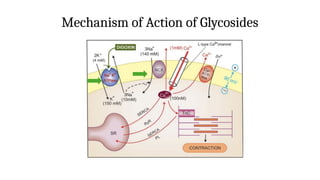 Digitoxin Powerpoint Slides Digitoxin usage in patients with heart failure with reduced ejection ...