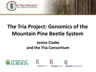 The Tria Project: Genomics of the
  Mountain Pine Beetle System
            Janice Cooke
       and the Tria Consortium
 