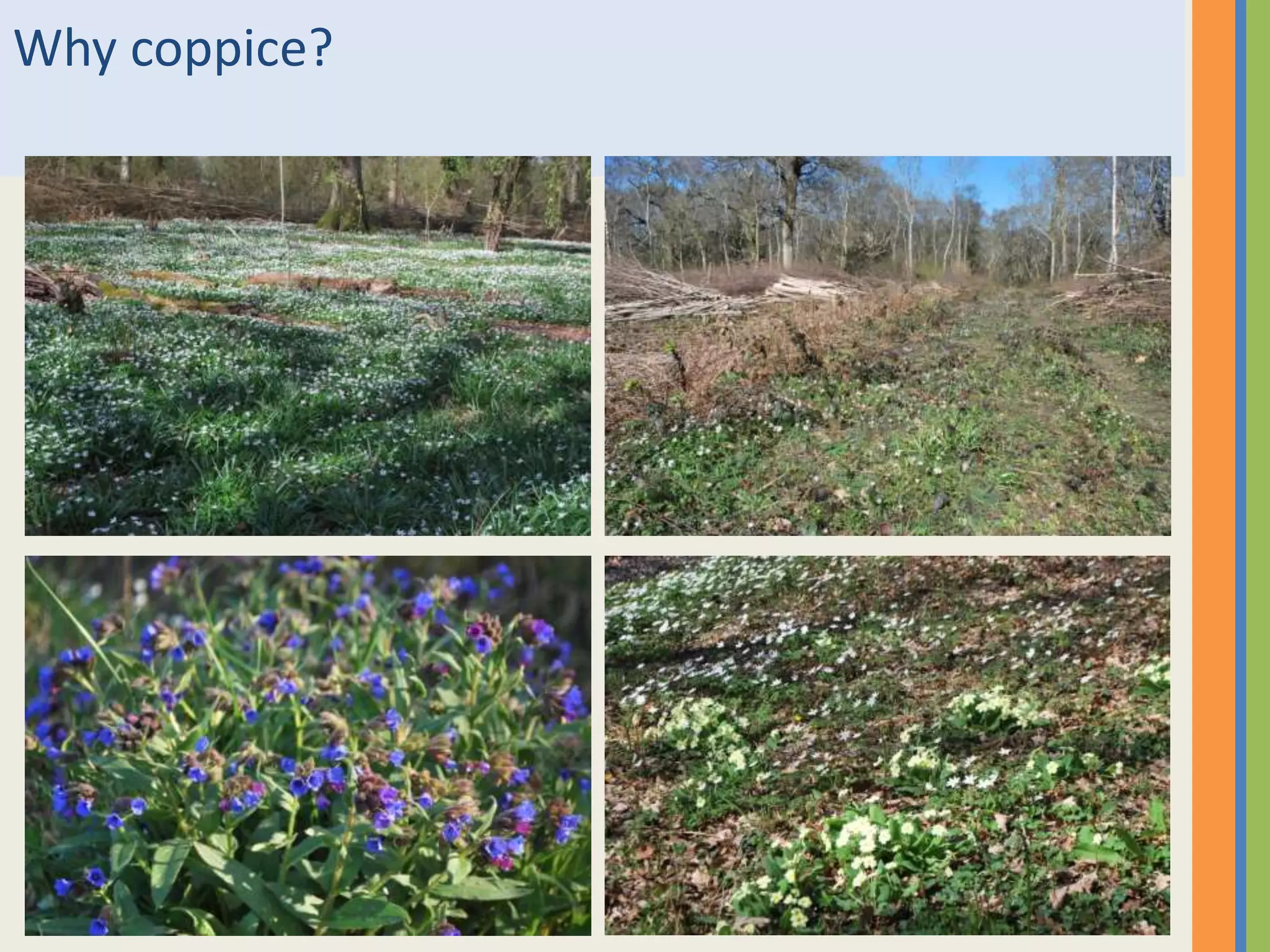 Why coppice?
 