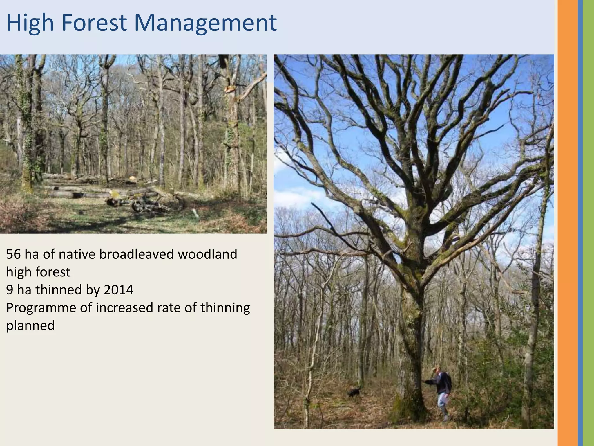 High Forest Management
56 ha of native broadleaved woodland
high forest
9 ha thinned by 2014
Programme of increased rate of thinning
planned
 