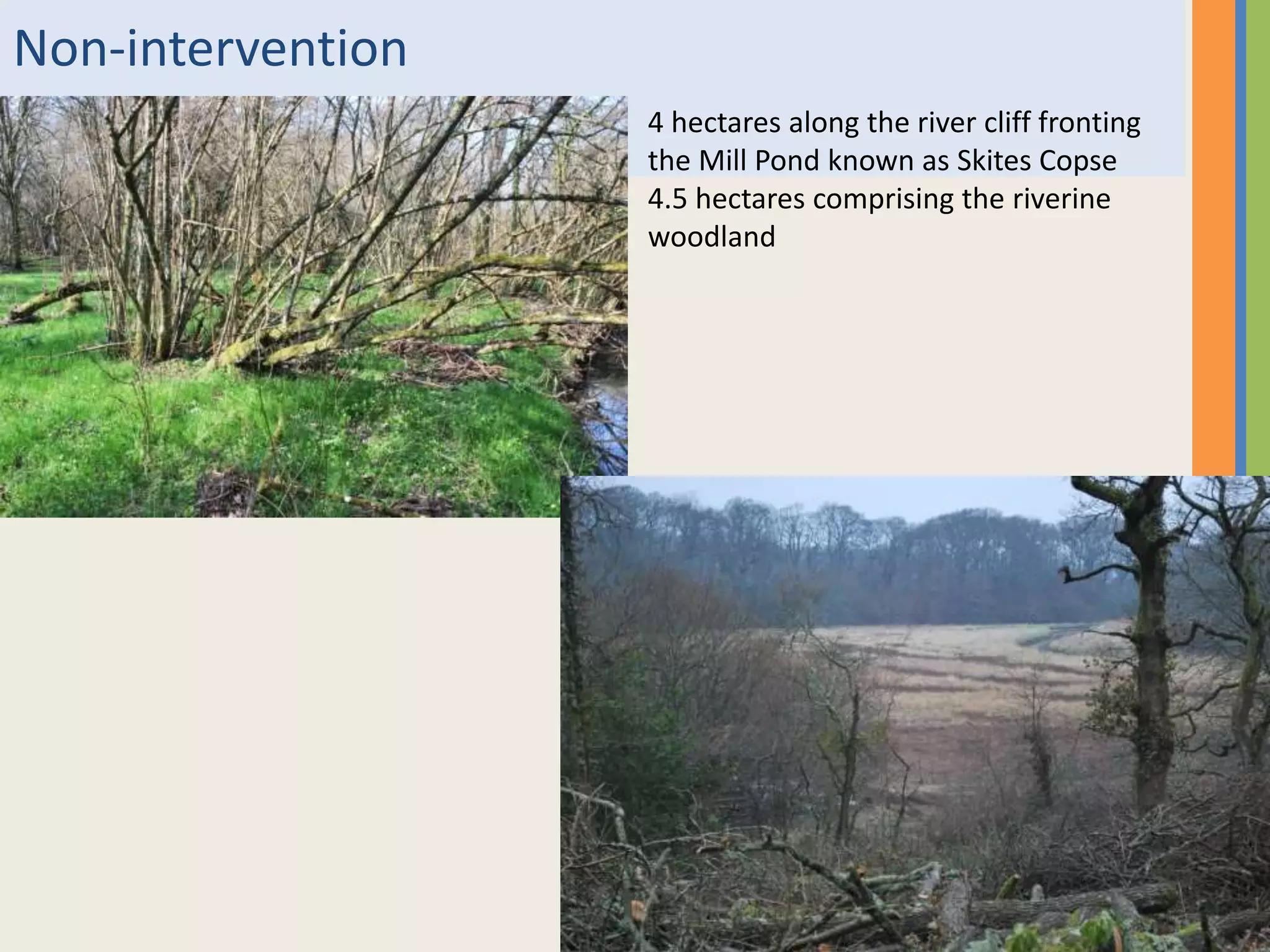 Non-intervention
4 hectares along the river cliff fronting
the Mill Pond known as Skites Copse
4.5 hectares comprising the riverine
woodland
 