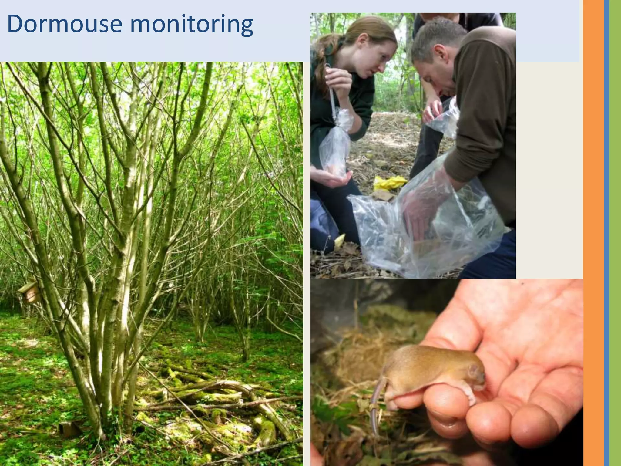 Dormouse monitoring
 
