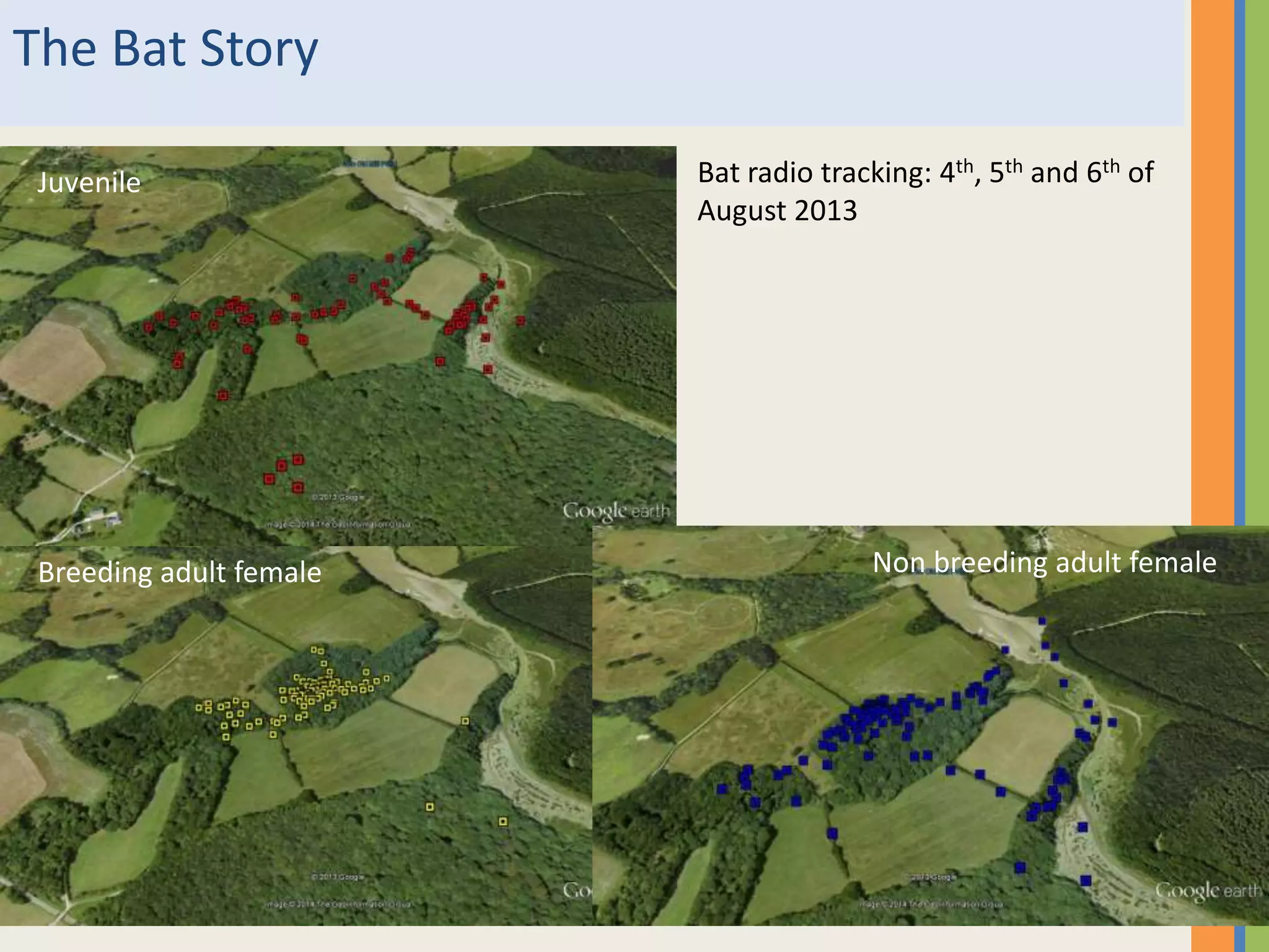 The Bat Story
Juvenile
Non breeding adult femaleBreeding adult female
Bat radio tracking: 4th, 5th and 6th of
August 2013
 