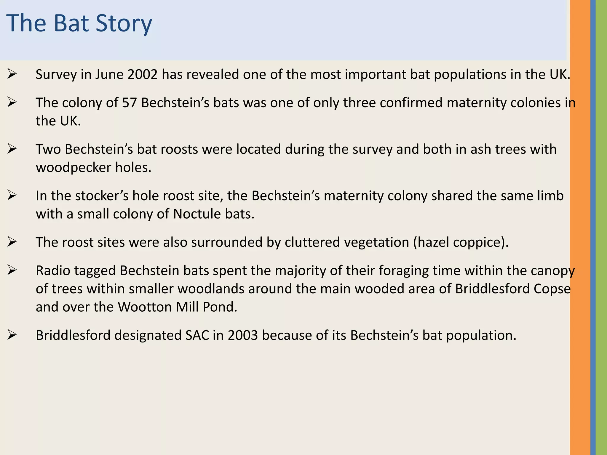 The Bat Story
 Survey in June 2002 has revealed one of the most important bat populations in the UK.
 The colony of 57 Bechstein’s bats was one of only three confirmed maternity colonies in
the UK.
 Two Bechstein’s bat roosts were located during the survey and both in ash trees with
woodpecker holes.
 In the stocker’s hole roost site, the Bechstein’s maternity colony shared the same limb
with a small colony of Noctule bats.
 The roost sites were also surrounded by cluttered vegetation (hazel coppice).
 Radio tagged Bechstein bats spent the majority of their foraging time within the canopy
of trees within smaller woodlands around the main wooded area of Briddlesford Copse
and over the Wootton Mill Pond.
 Briddlesford designated SAC in 2003 because of its Bechstein’s bat population.
 