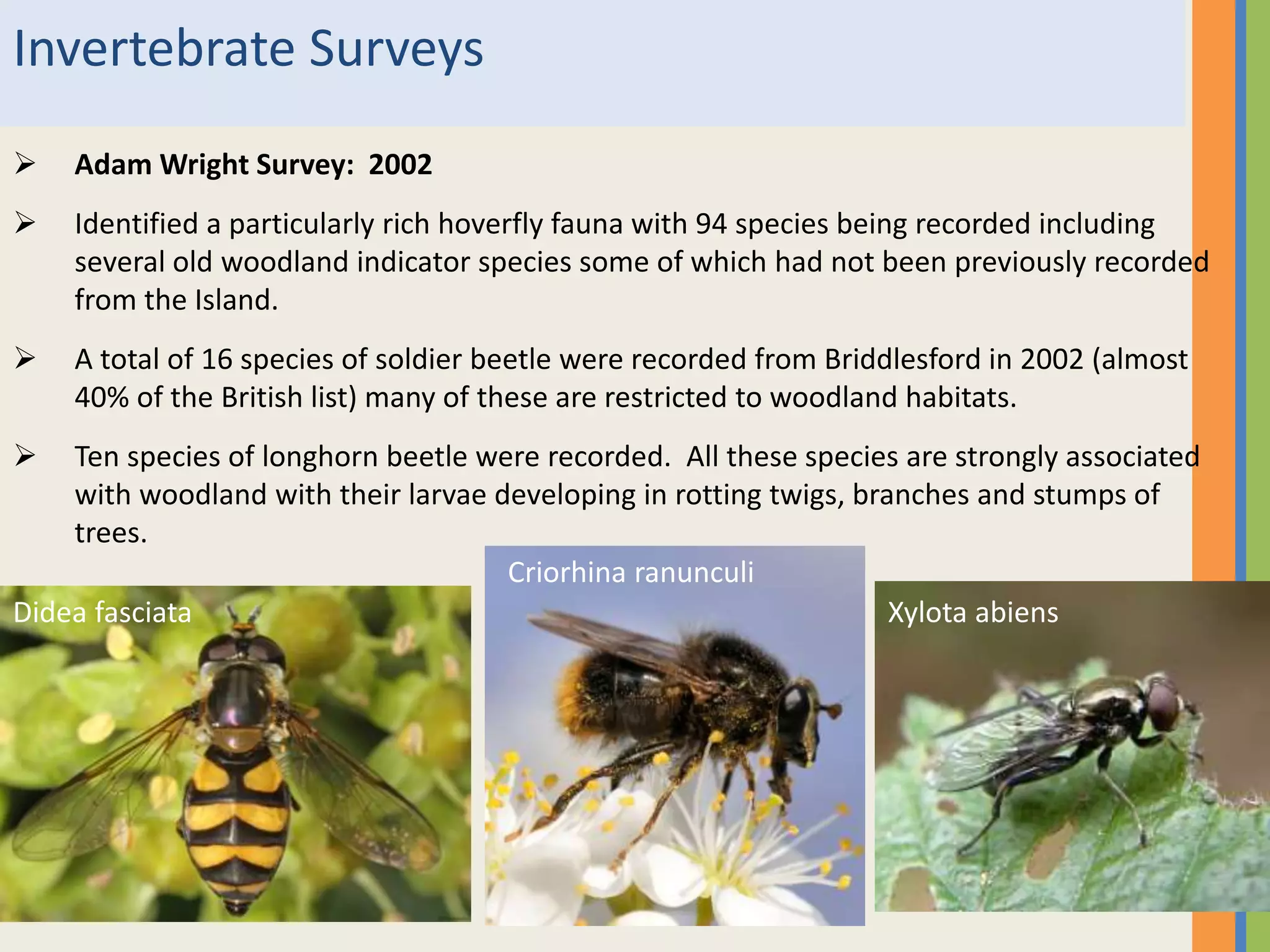 Invertebrate Surveys
 Adam Wright Survey: 2002
 Identified a particularly rich hoverfly fauna with 94 species being recorded including
several old woodland indicator species some of which had not been previously recorded
from the Island.
 A total of 16 species of soldier beetle were recorded from Briddlesford in 2002 (almost
40% of the British list) many of these are restricted to woodland habitats.
 Ten species of longhorn beetle were recorded. All these species are strongly associated
with woodland with their larvae developing in rotting twigs, branches and stumps of
trees.
Didea fasciata
Criorhina ranunculi
Xylota abiens
 
