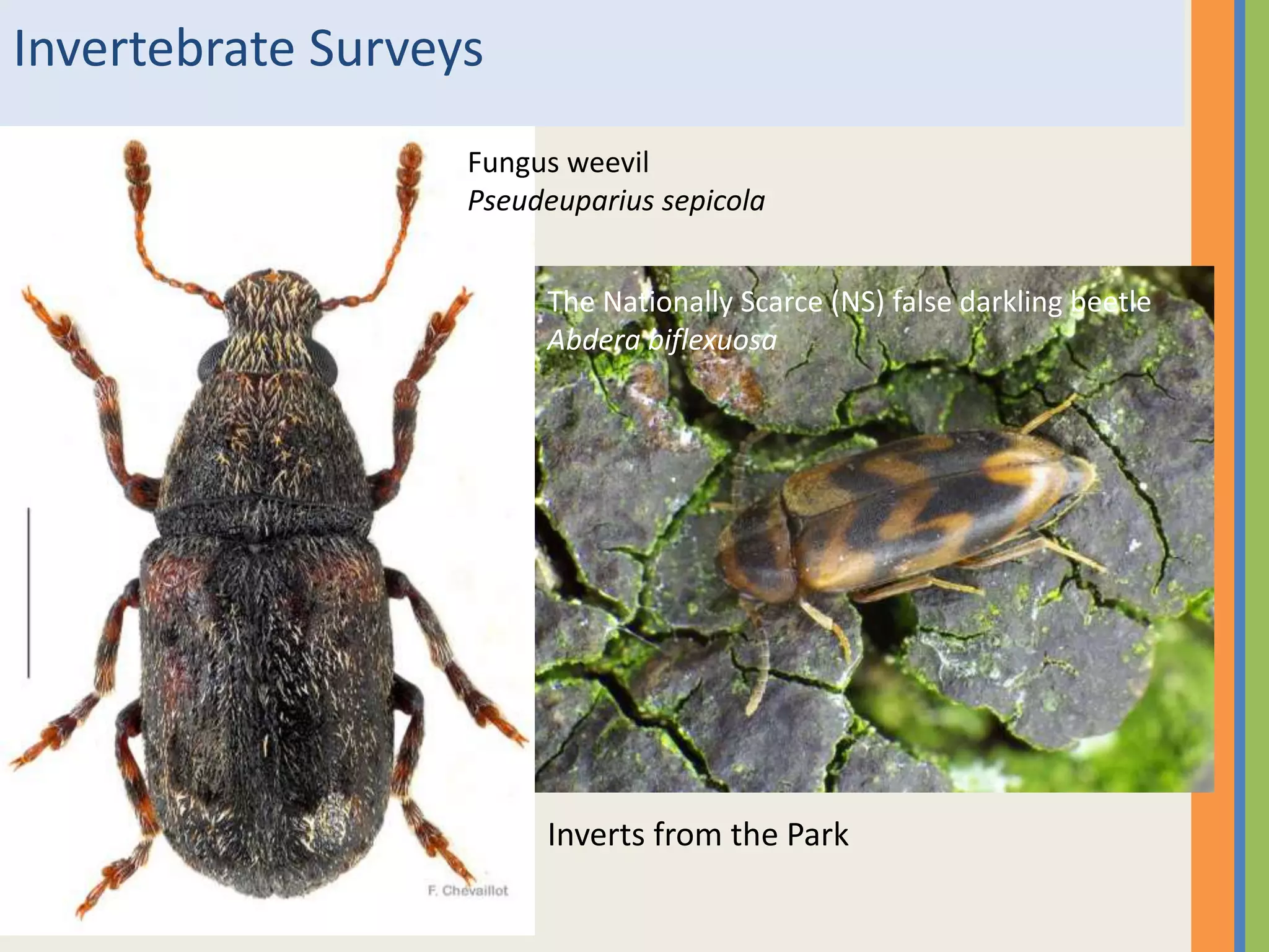 Invertebrate Surveys
Fungus weevil
Pseudeuparius sepicola
The Nationally Scarce (NS) false darkling beetle
Abdera biflexuosa
Inverts from the Park
 