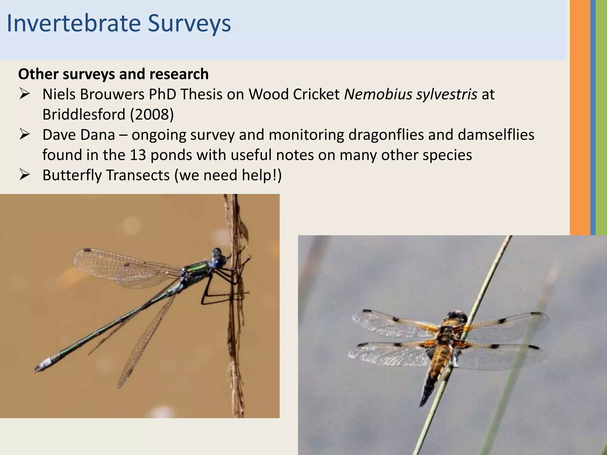 Invertebrate Surveys
Other surveys and research
 Niels Brouwers PhD Thesis on Wood Cricket Nemobius sylvestris at
Briddlesford (2008)
 Dave Dana – ongoing survey and monitoring dragonflies and damselflies
found in the 13 ponds with useful notes on many other species
 Butterfly Transects (we need help!)
 