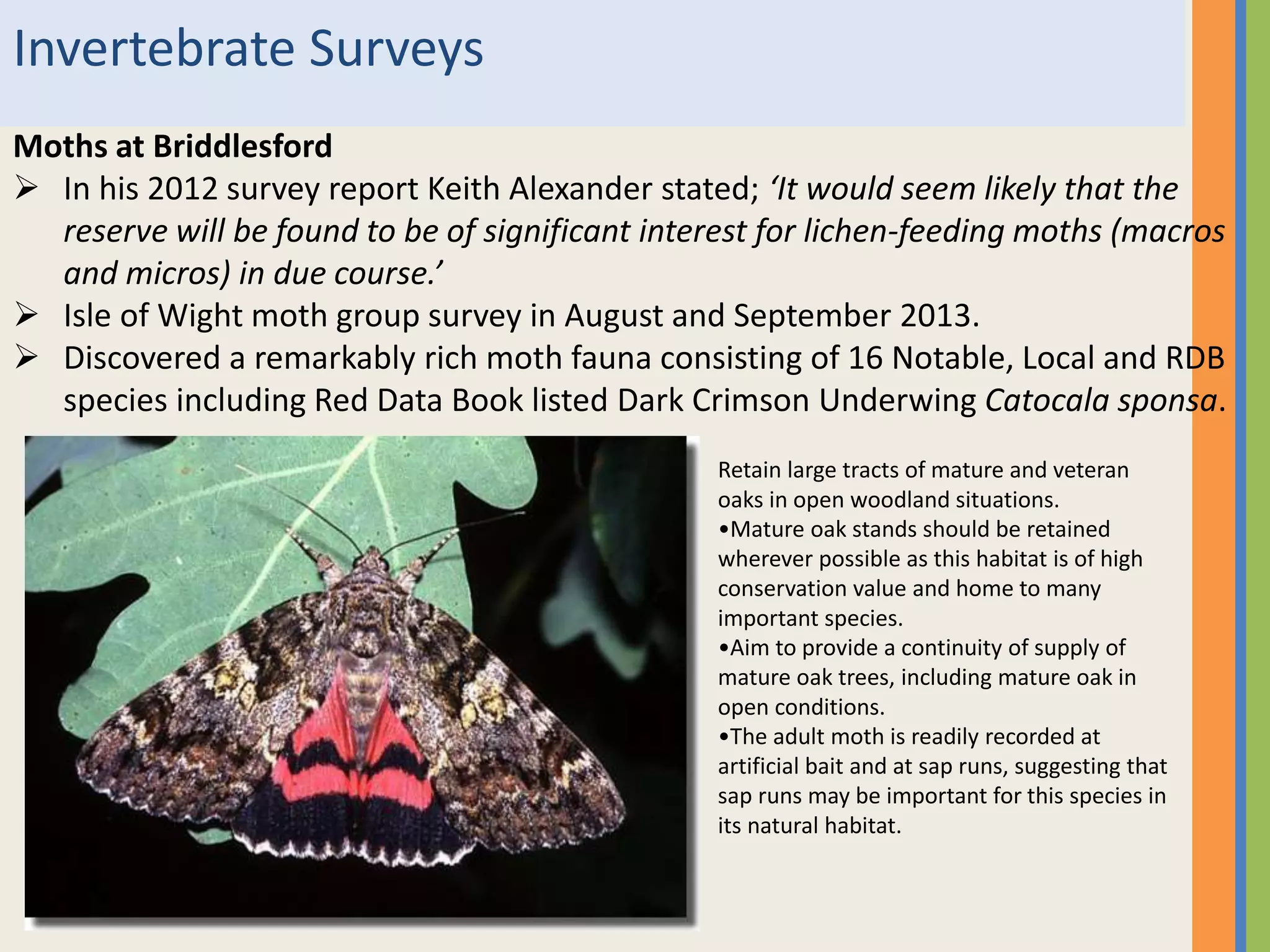 Invertebrate Surveys
Moths at Briddlesford
 In his 2012 survey report Keith Alexander stated; ‘It would seem likely that the
reserve will be found to be of significant interest for lichen-feeding moths (macros
and micros) in due course.’
 Isle of Wight moth group survey in August and September 2013.
 Discovered a remarkably rich moth fauna consisting of 16 Notable, Local and RDB
species including Red Data Book listed Dark Crimson Underwing Catocala sponsa.
Retain large tracts of mature and veteran
oaks in open woodland situations.
•Mature oak stands should be retained
wherever possible as this habitat is of high
conservation value and home to many
important species.
•Aim to provide a continuity of supply of
mature oak trees, including mature oak in
open conditions.
•The adult moth is readily recorded at
artificial bait and at sap runs, suggesting that
sap runs may be important for this species in
its natural habitat.
 