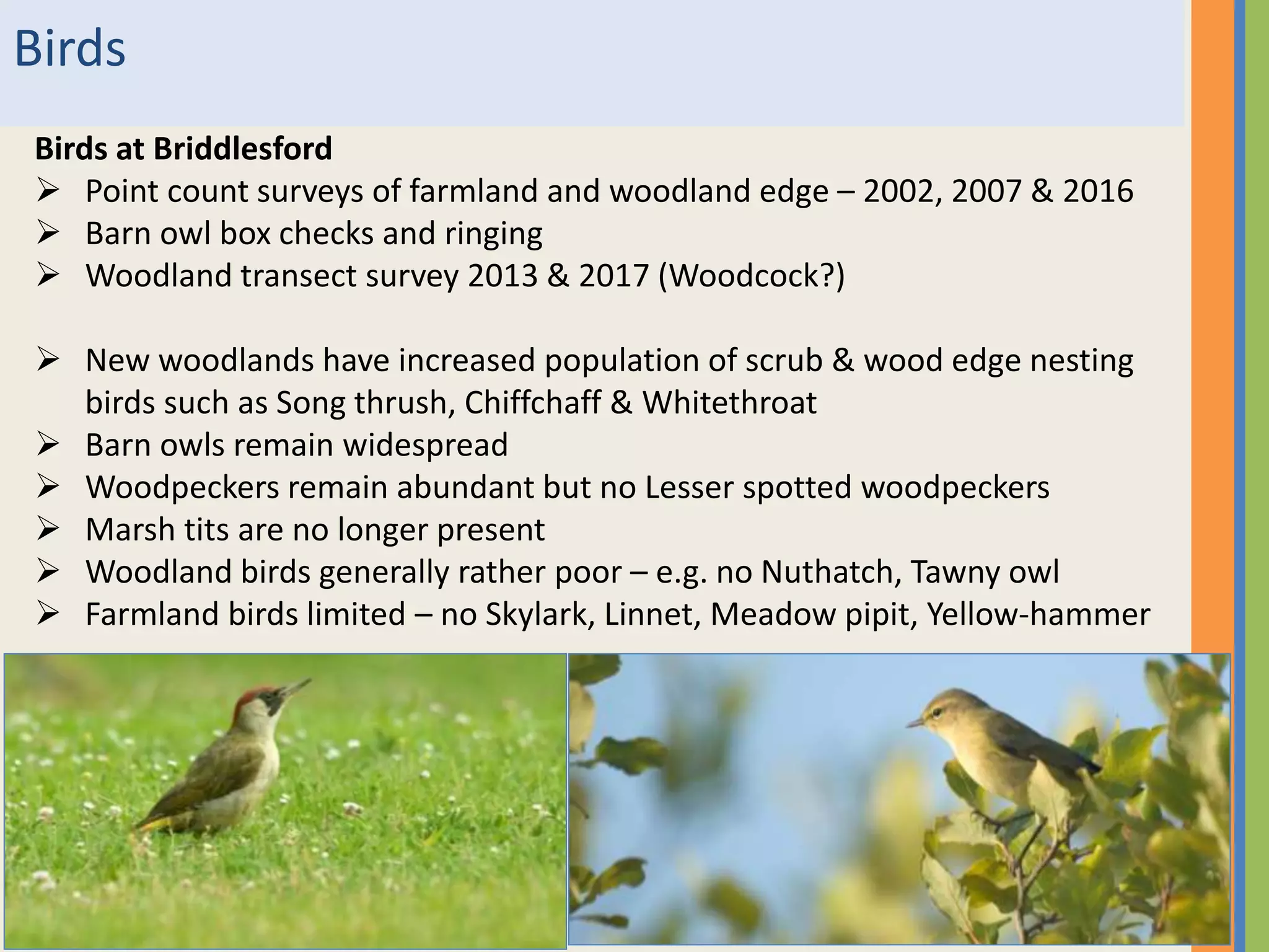 Birds
Birds at Briddlesford
 Point count surveys of farmland and woodland edge – 2002, 2007 & 2016
 Barn owl box checks and ringing
 Woodland transect survey 2013 & 2017 (Woodcock?)
 New woodlands have increased population of scrub & wood edge nesting
birds such as Song thrush, Chiffchaff & Whitethroat
 Barn owls remain widespread
 Woodpeckers remain abundant but no Lesser spotted woodpeckers
 Marsh tits are no longer present
 Woodland birds generally rather poor – e.g. no Nuthatch, Tawny owl
 Farmland birds limited – no Skylark, Linnet, Meadow pipit, Yellow-hammer
 
