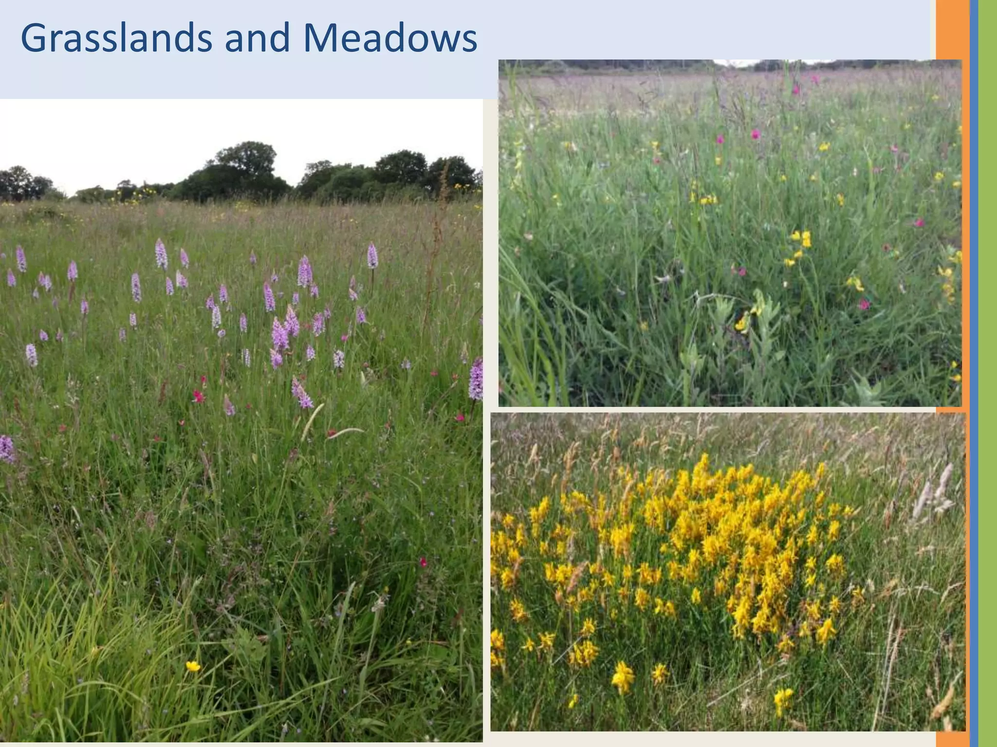 Grasslands and Meadows
 