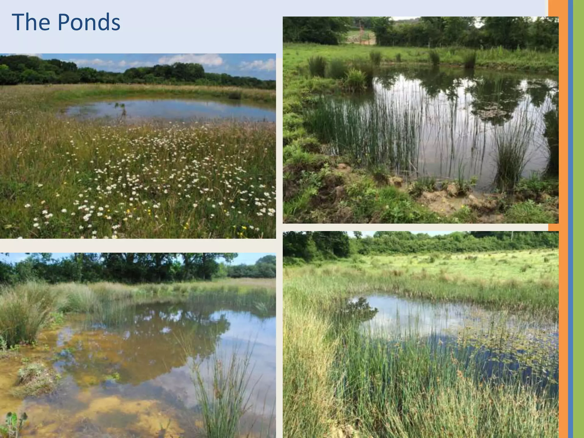The Ponds
 
