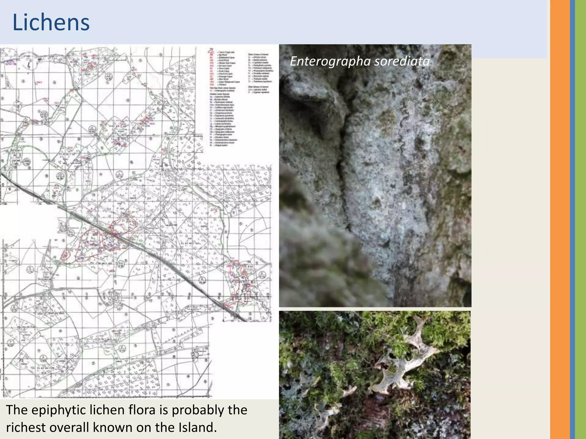 Lichens
The epiphytic lichen flora is probably the
richest overall known on the Island.
Enterographa sorediata
 