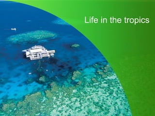 Life in the tropics
 