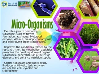 • Excretes growth promoting
substance, such as flower
formation, auximone, biological
enzyme, vitamin, aminophenol amylase
and other living organic molecules.
• Improves the conditions related to the
roots nutrition. Its metabolism activities
promotes the breaking down of organic
substances, mineralization of nutrition
elements and enhance nutrition supply.
• Controls diseases and insect pests.
Produces antibiotic, lyric enzymes
outside the cell, cyanide and
siderophone.
 